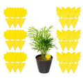 Sticky Fruit Fly Fungus Gnat Traps