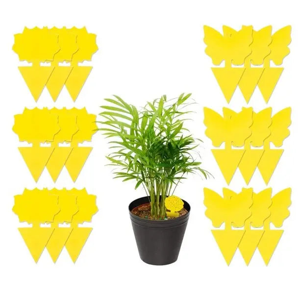 Sticky Fruit Fly Fungus Gnat Traps
