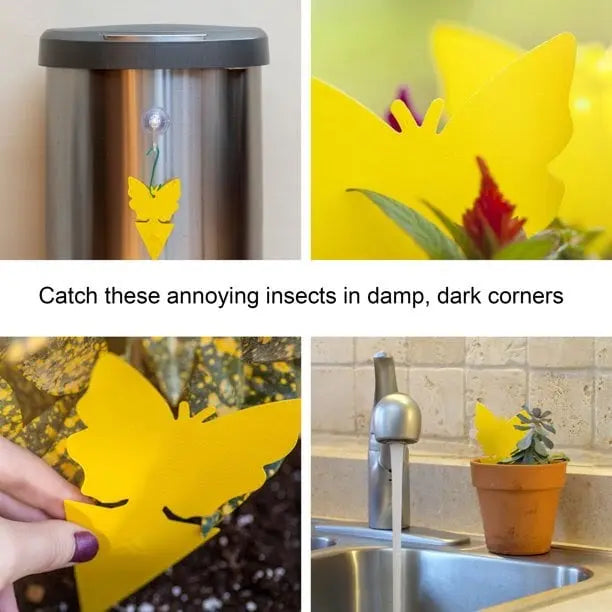 Sticky Fruit Fly Fungus Gnat Traps